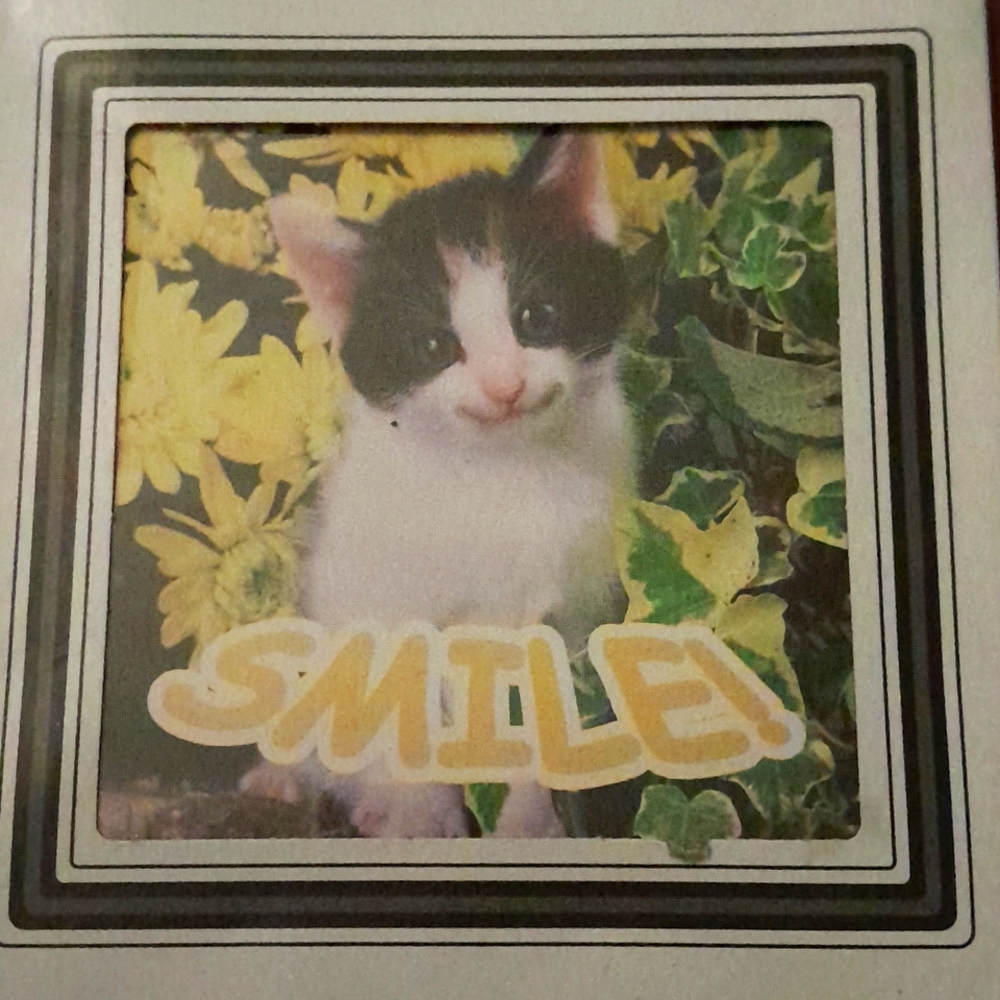 Cat picture 8"x8"